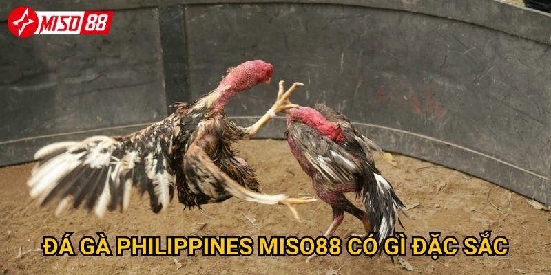Tại sao đá gà Philippines lại là điểm nhấn tại Miso88? 2 Đá gà Philippines Miso88 có gì đặc sắc?