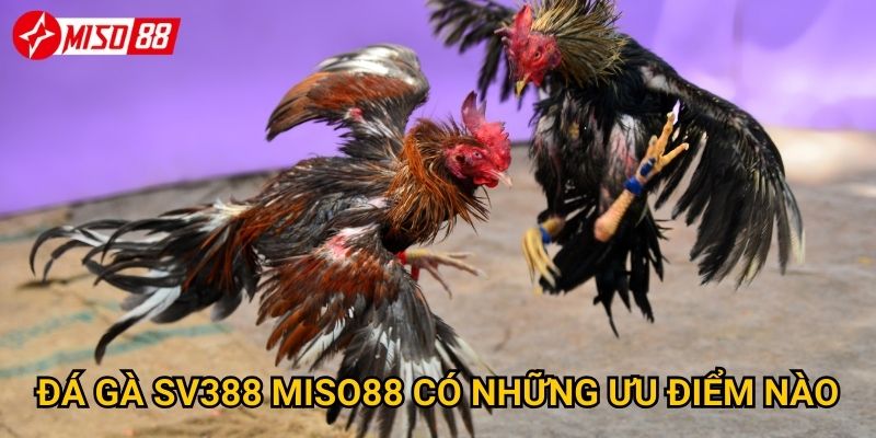 Vì sao đá gà SV388 tại Miso88 lại được ưa chuộng? 2 Đá gà SV388 Miso88 có những ưu điểm nào?