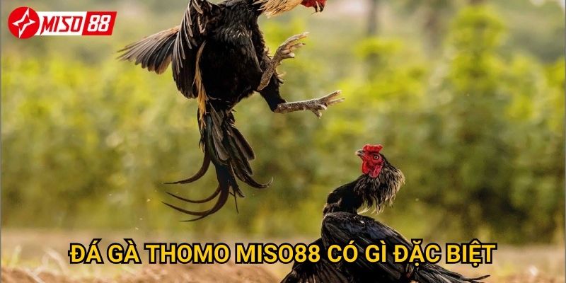 Tại sao đá gà Thomo lại là lựa chọn hàng đầu tại Miso88? 2 Đá gà Thomo Miso88 có gì đặc biệt?