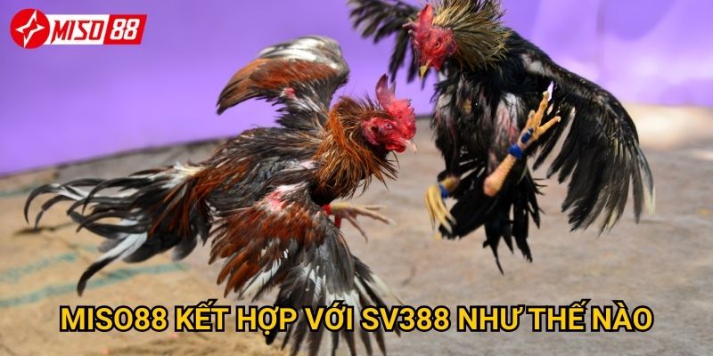 Vì sao đá gà SV388 tại Miso88 lại được ưa chuộng? 3 Miso88 kết hợp với SV388 như thế nào?